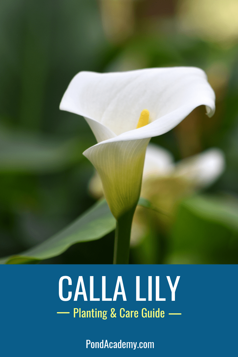 Calla Lilies Pond Plant - Care & Grow Guide