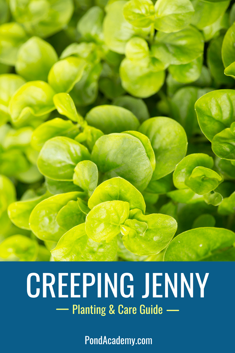 How to plant creeping jenny in a pond