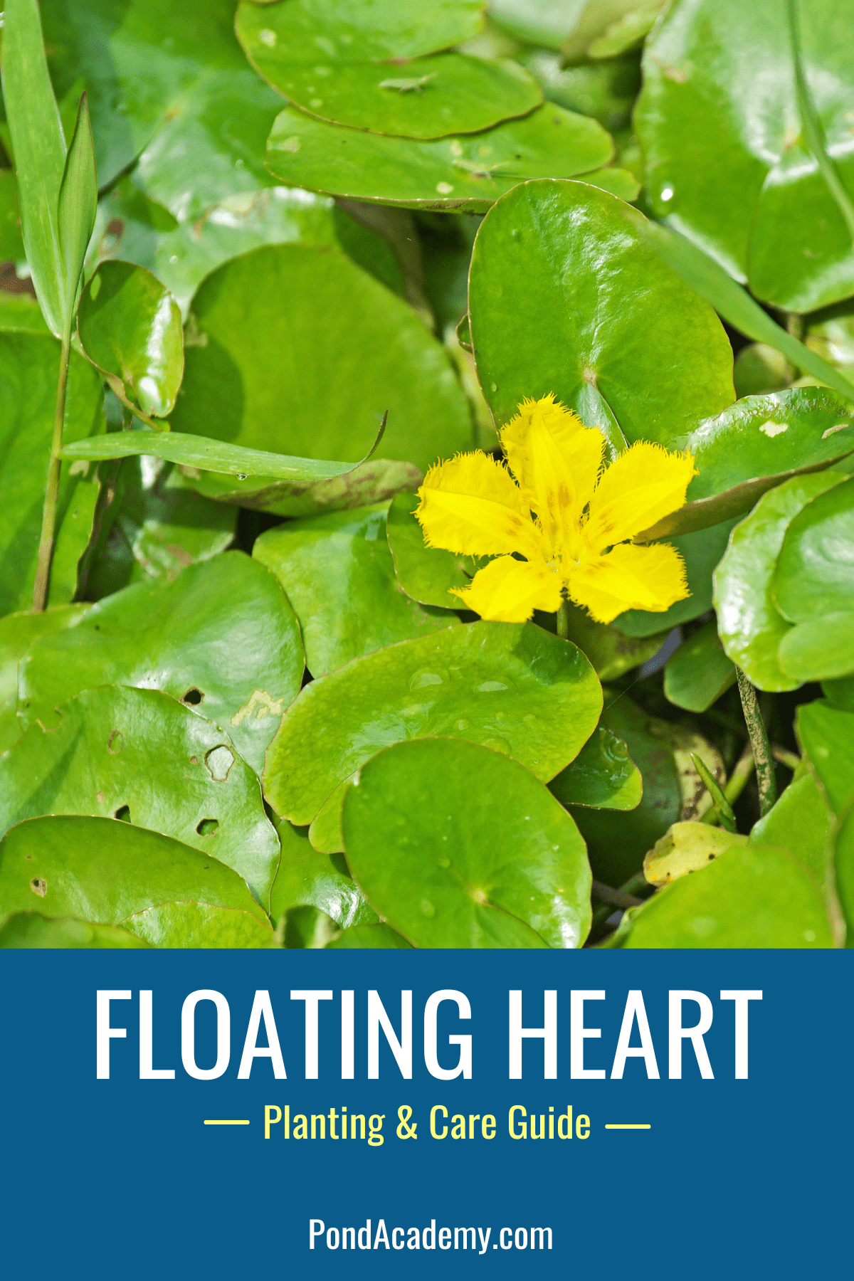 how to plant floating heart in a pond