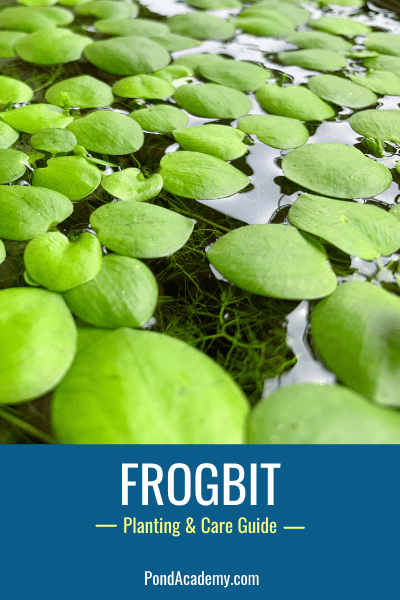 How to Plant Frogbit in a Pond (Care & Grow Guide)