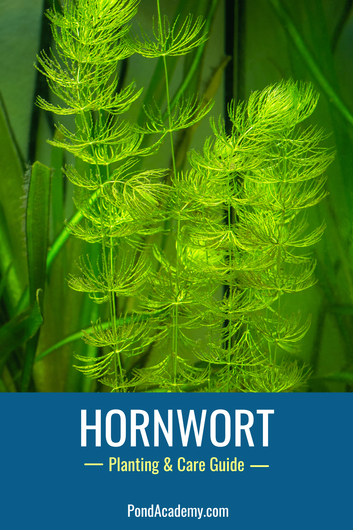 how to plant hornwort in a pond