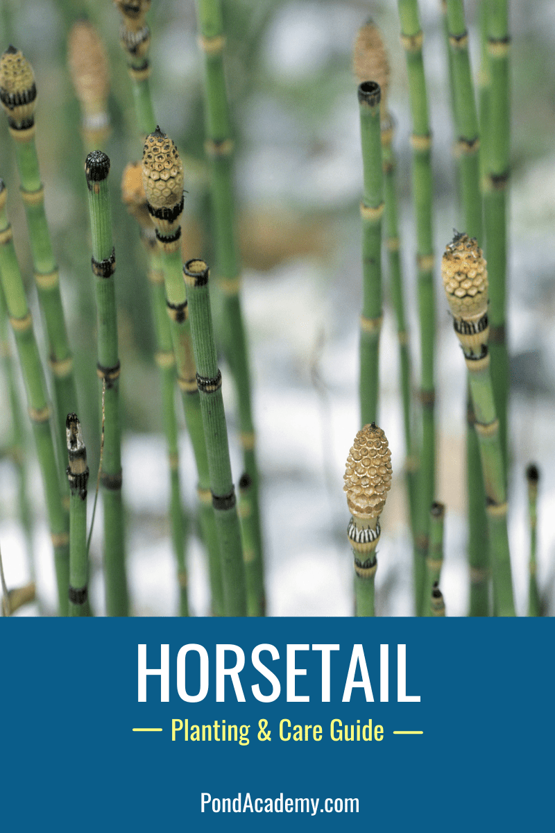 How to Plant Horsetail in a Pond (Care & Grow Guide)