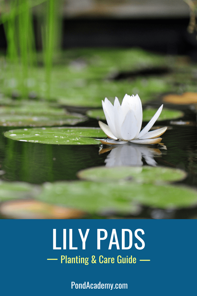 How to Plant Lily Pads in a Pond (Care & Grow Guide)