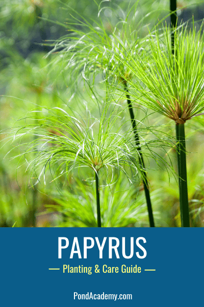 How to Plant Papyrus in a Pond (Care & Grow Guide)