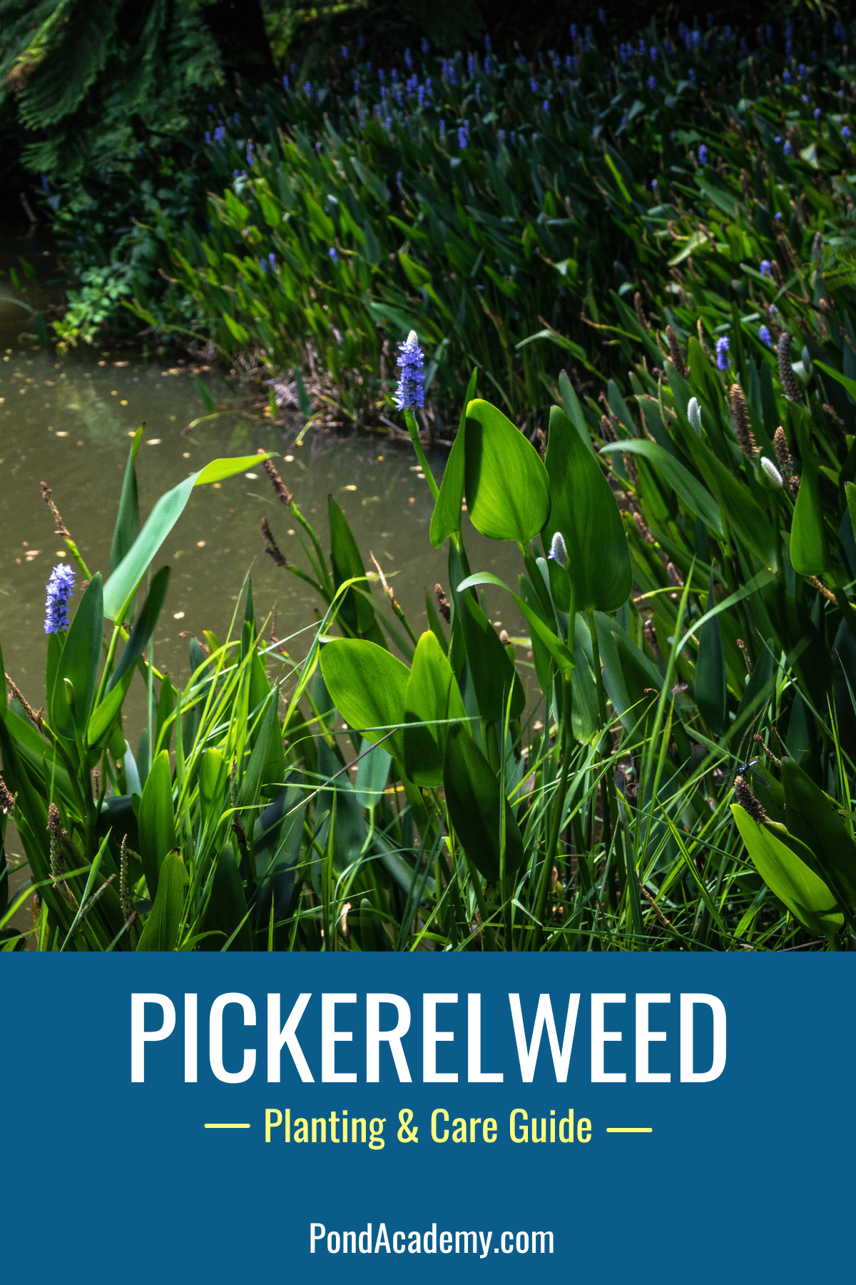 how to plant pickerelweed in a pond