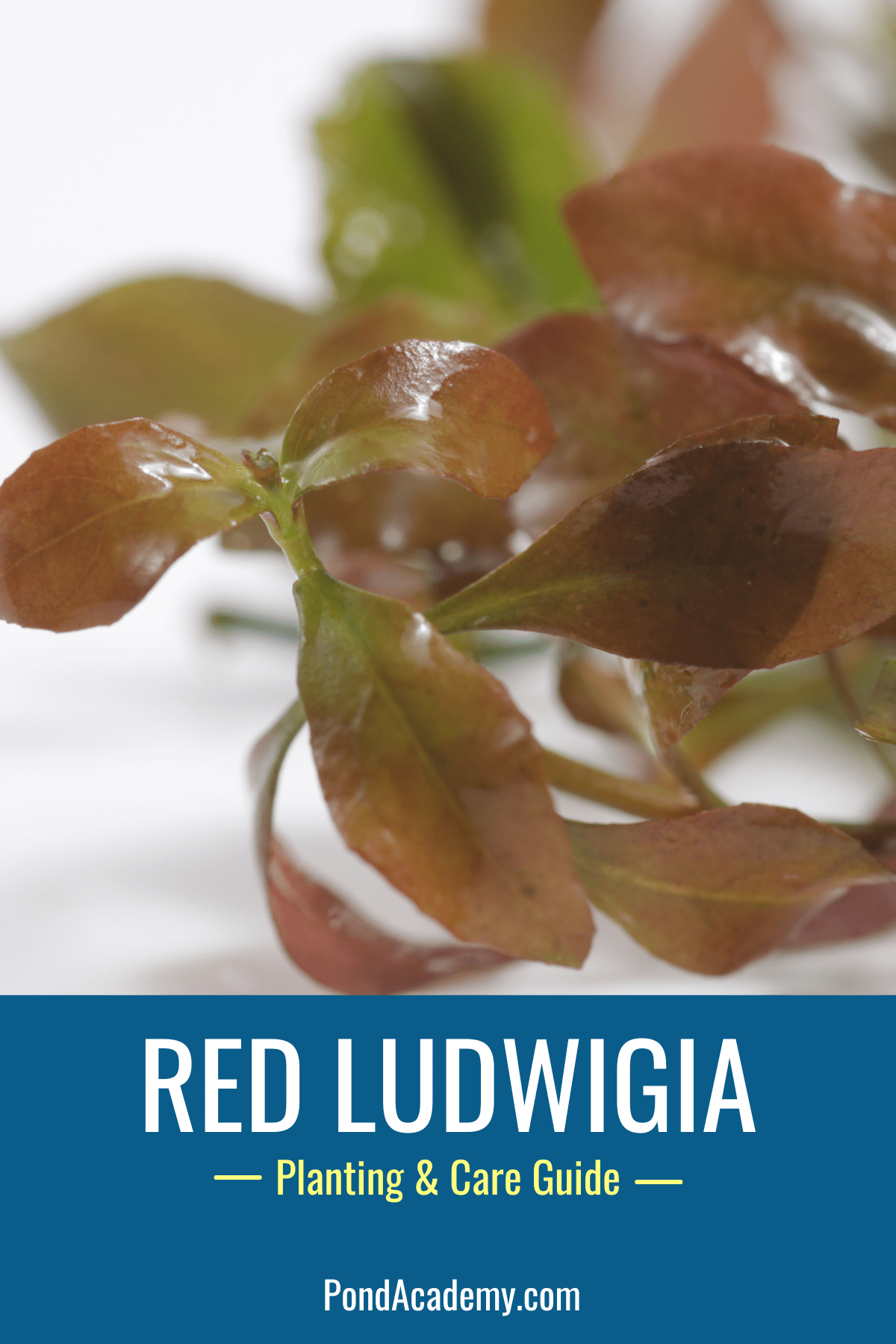 how to plant red ludwigia in a pond