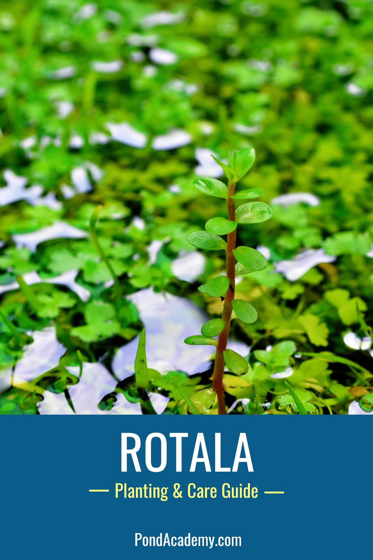 how to plant rotala in a pond