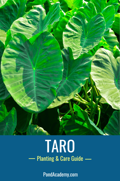 How to Plant Taro in a Pond (Care & Grow Guide)