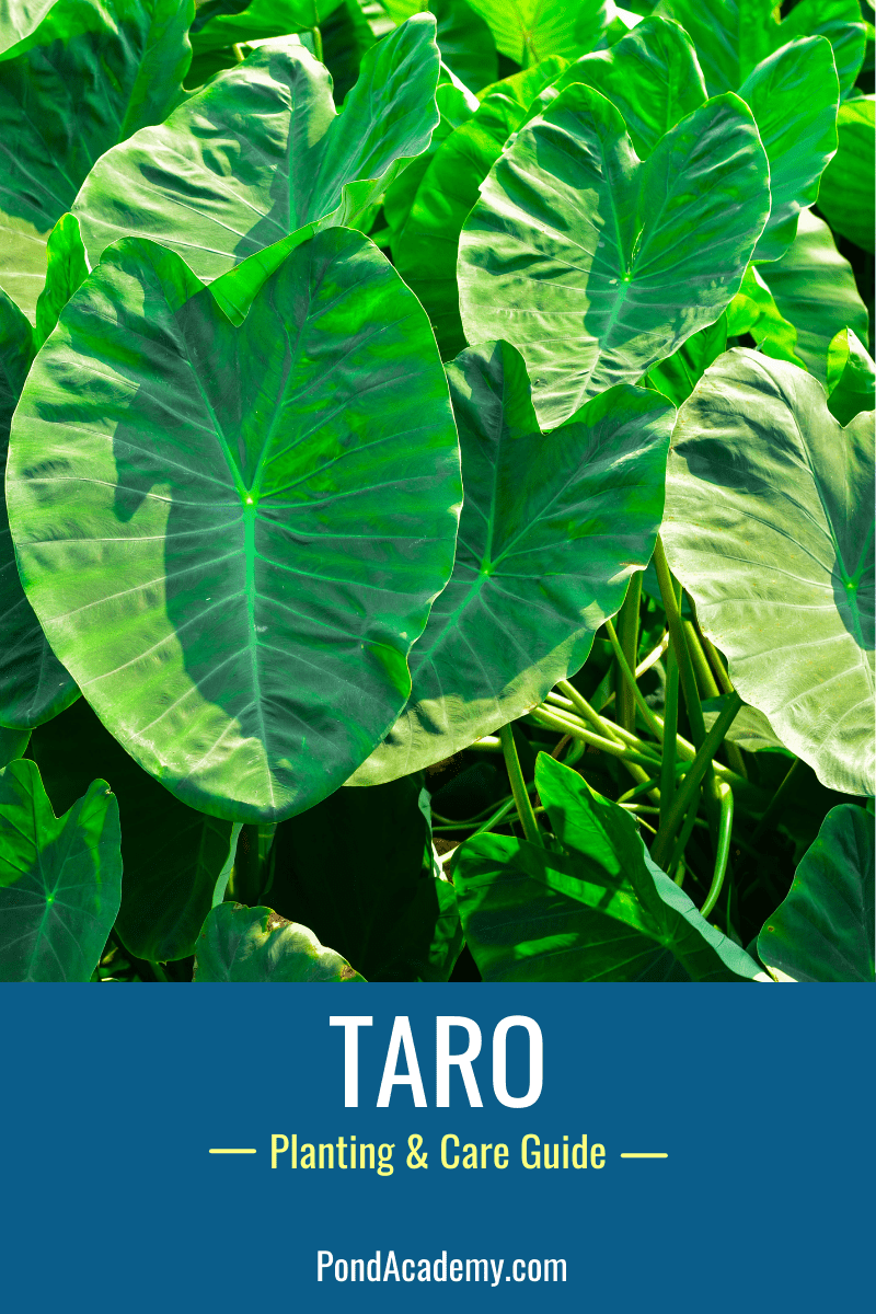 Taro Pond Plant - Care & Grow Guide