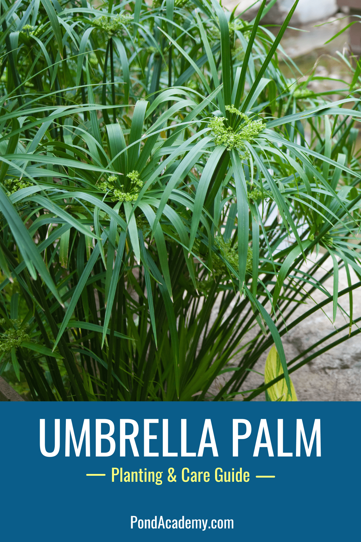 how to plant umbrella palm in a pond