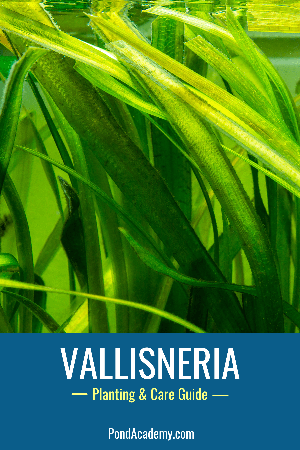 how to plant vallisneria in a pond