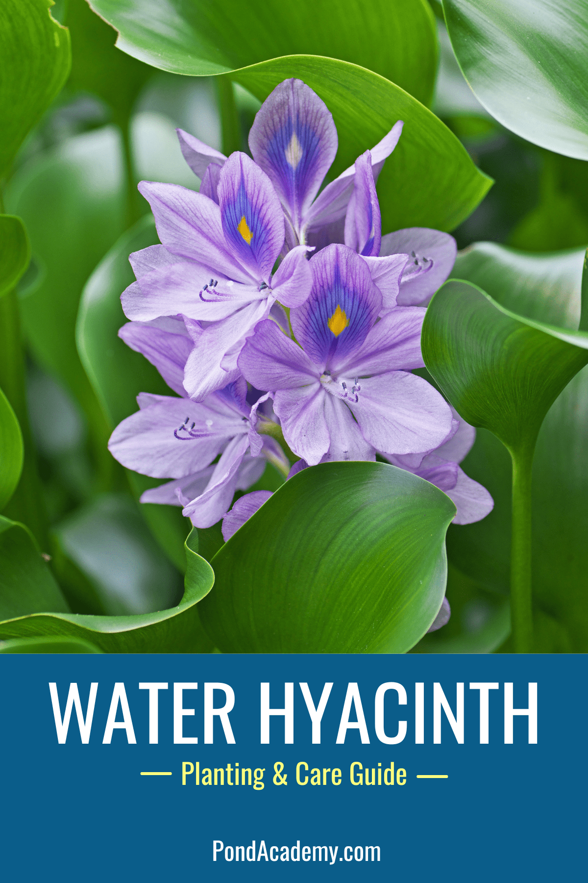 how to plant water hyacinth in a pond