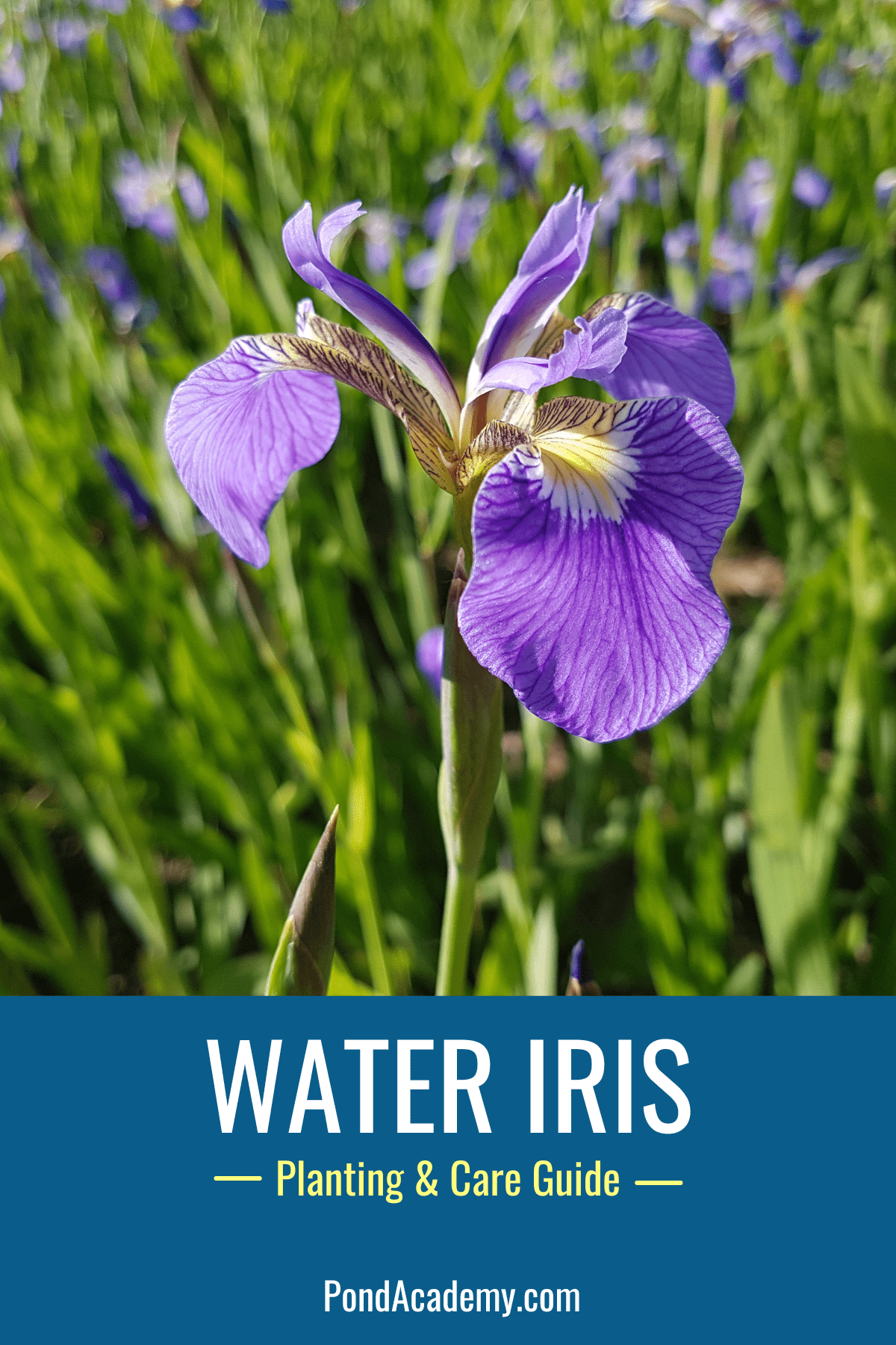 how to plant water iris in a pond