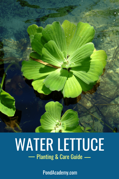 How to Plant Water Lettuce in a Pond (Care & Grow Guide)