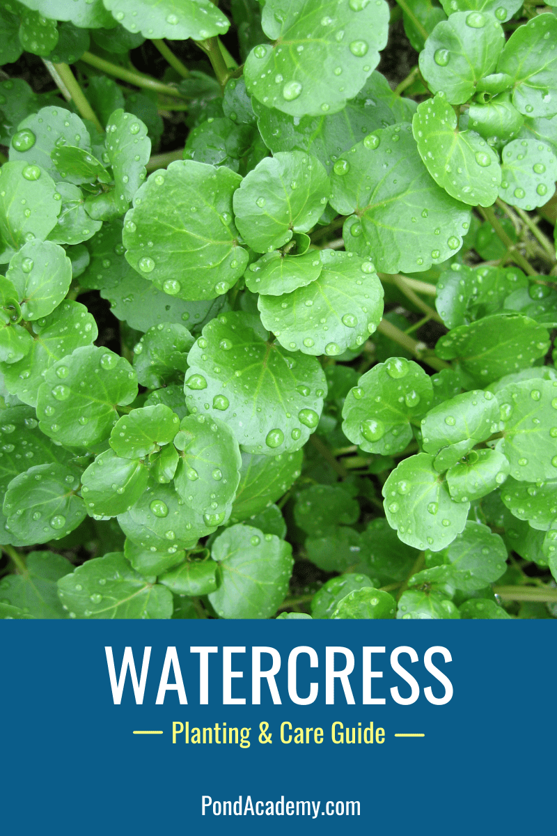 How to Plant Watercress in a Pond (Care & Grow Guide)