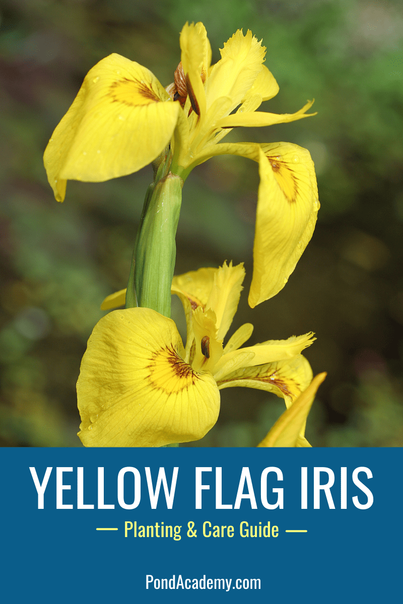 How to Plant Yellow Flag Iris in a Pond (Care & Grow Guide)