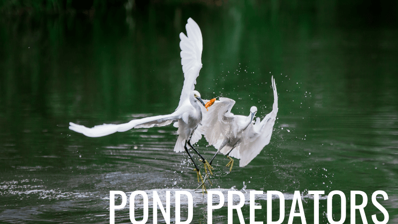 Pond predators