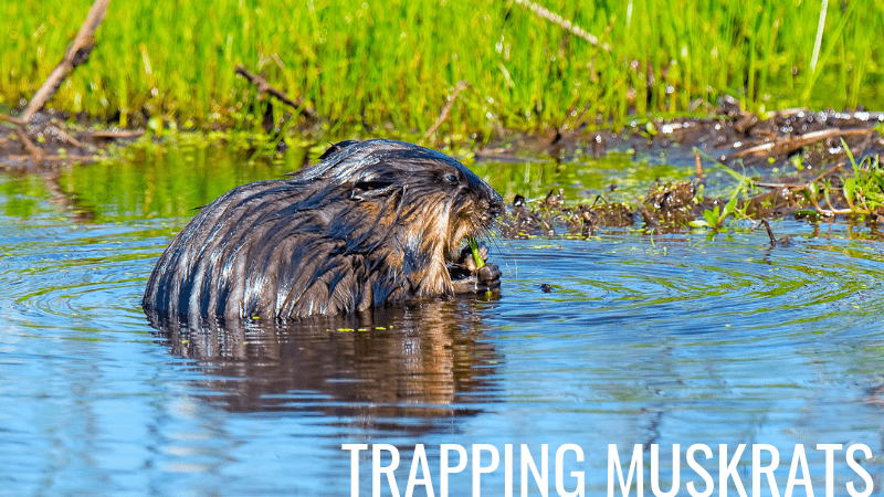 How to trap a muskrat in a pond