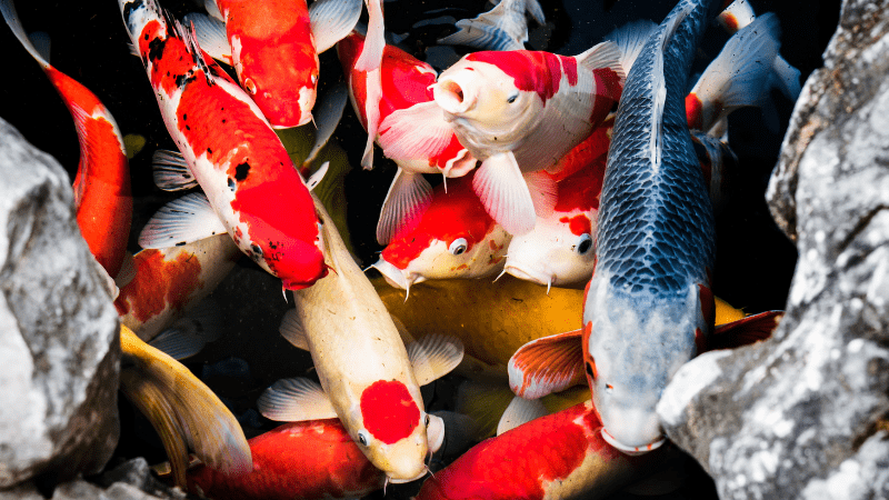 Japanese Koi Fish