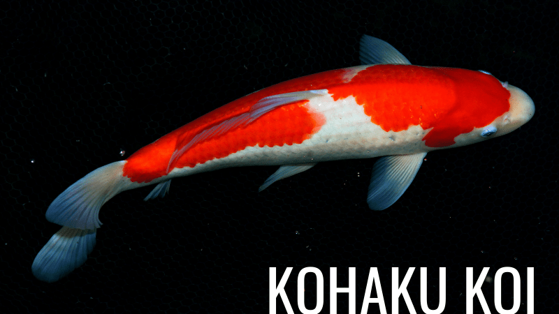 Kohaku Koi