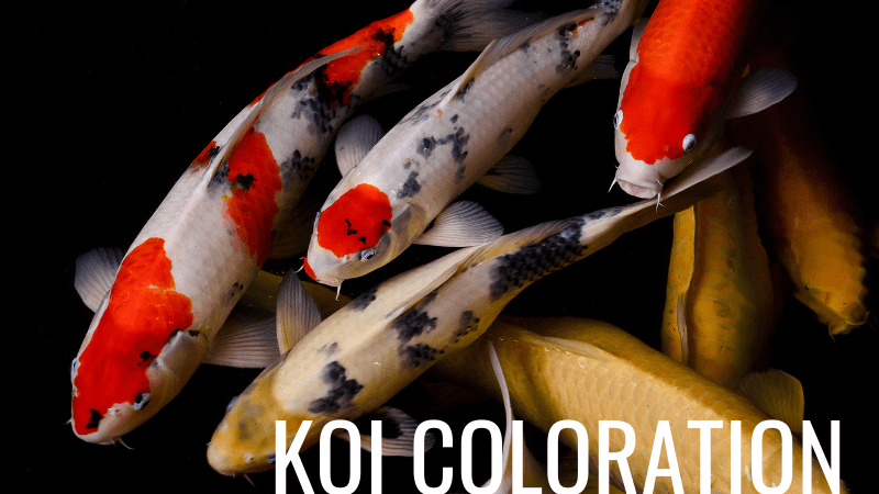 Koi colors