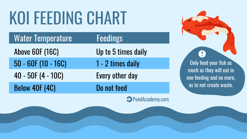 Koi and goldfish feeding chart
