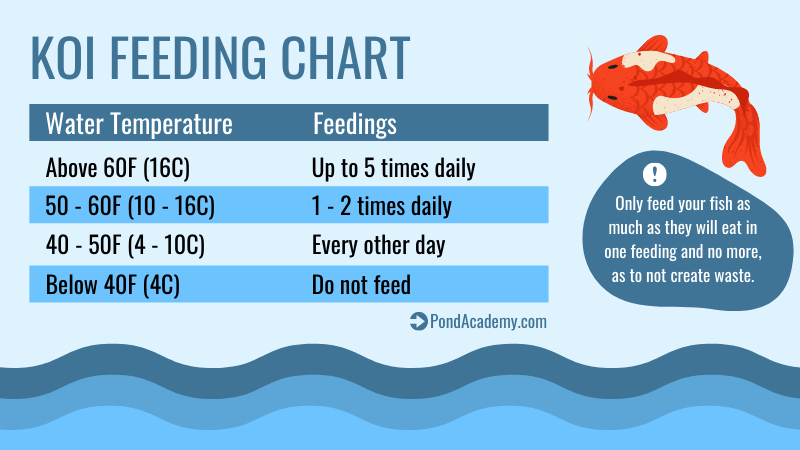 Koi feeding chart