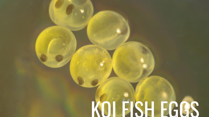 Koi fish eggs