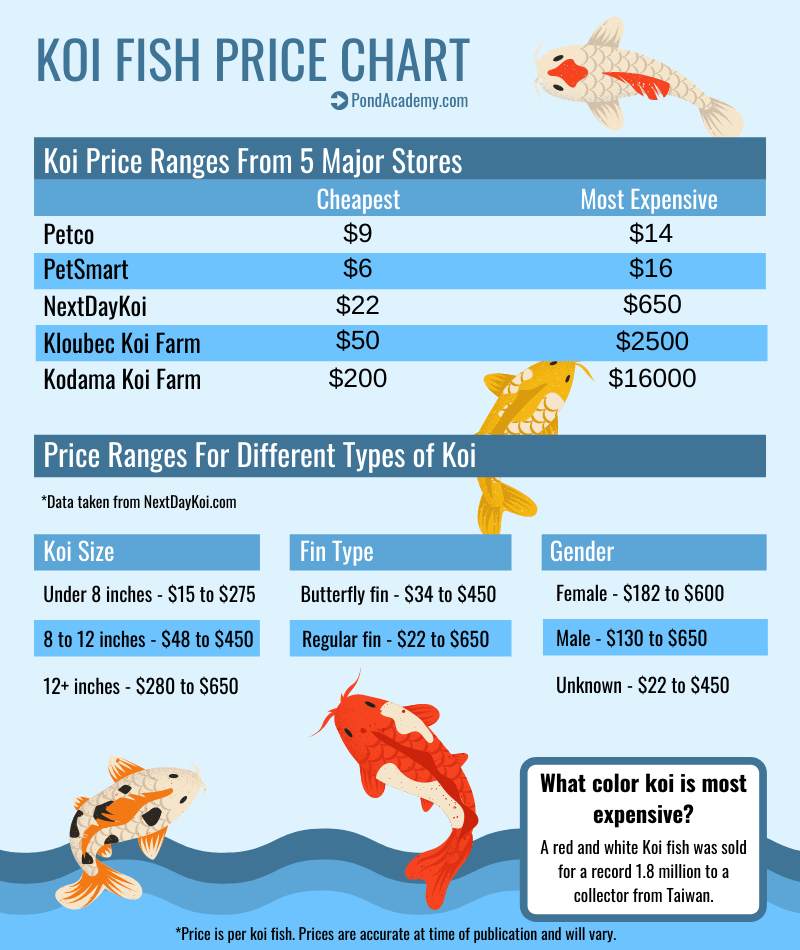 How Much Is a Koi Fish? (Koi Fish Price Chart)