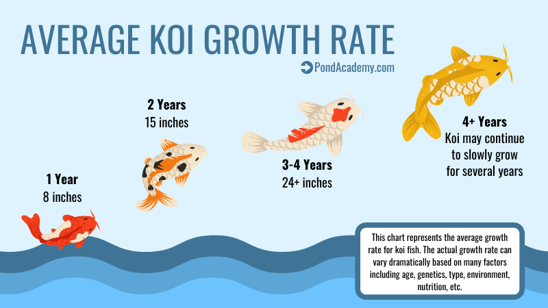 Koi growth chart