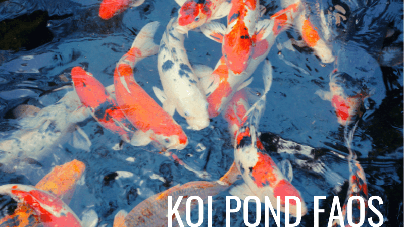 Koi Pond FAQs