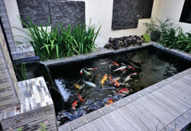 Wood deck meeting one side of a rectangular backyard koi pond