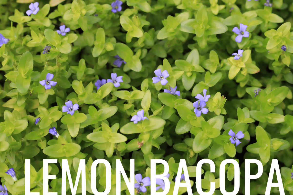 How to Plant Lemon Bacopa in a Pond (Care & Grow Guide)