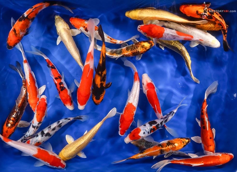 Premium AA Grade Imported Koi