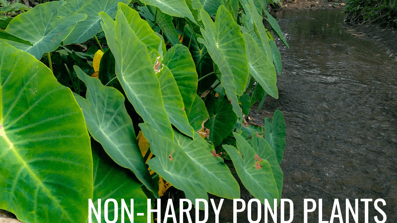 Winterizing non-hardy pond plants