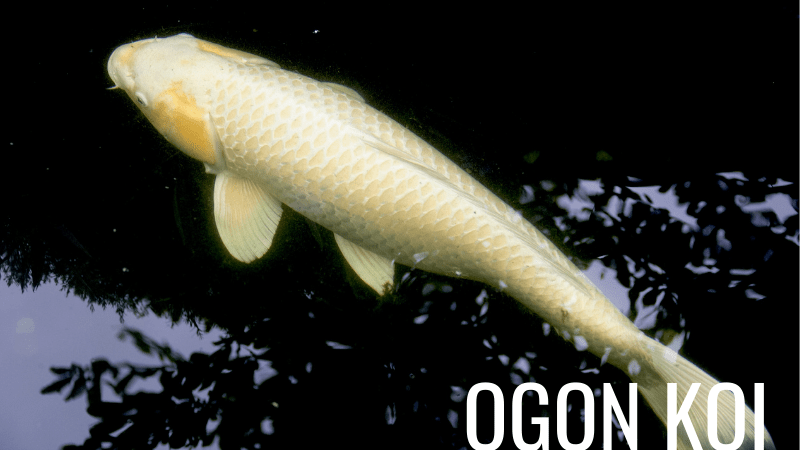Ogon Koi