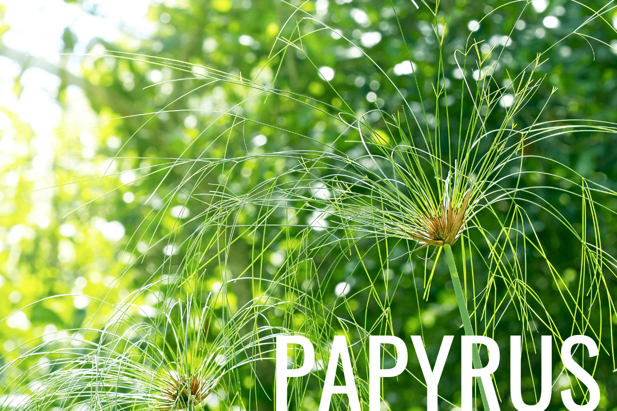 How to Plant Papyrus in a Pond