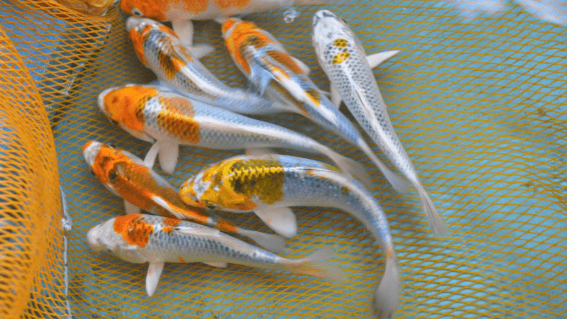 Picture of baby koi