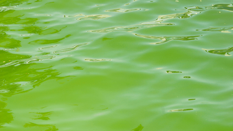 green pond algae