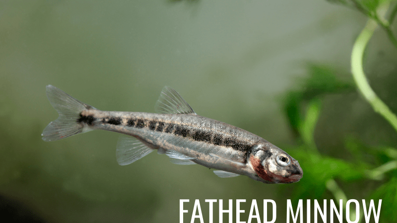 Fathead minnow