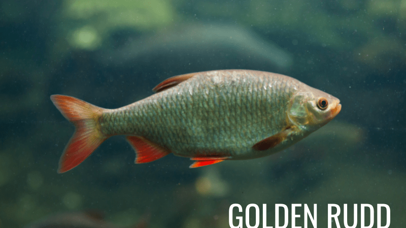 Golden rudd