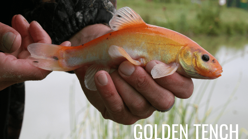 Golden tench