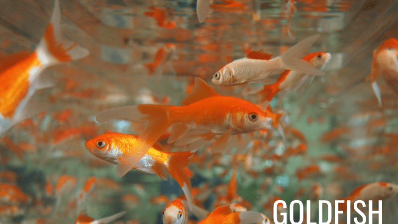 Goldfish