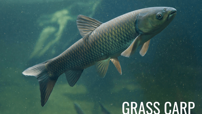 Grass carp