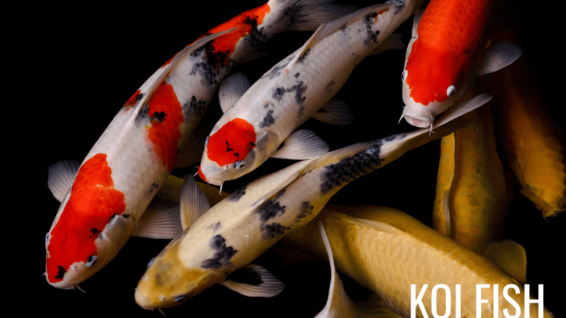 Koi carp