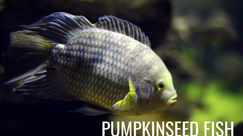 Pumpkinseed fish