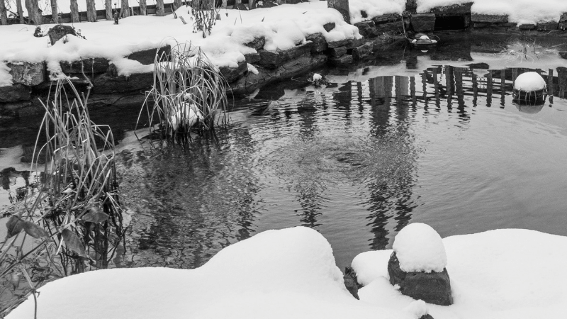 Pond in Winter