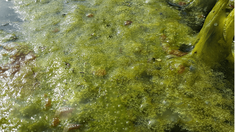 pond scum