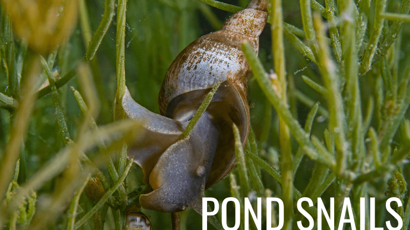 Pond snail