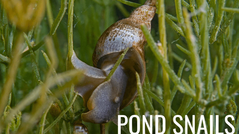 are pond snails bad for dogs